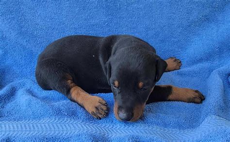 doberman nc|doberman puppies for sale nc.